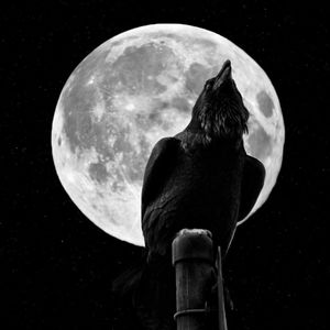 Meet your Posher, Wayne